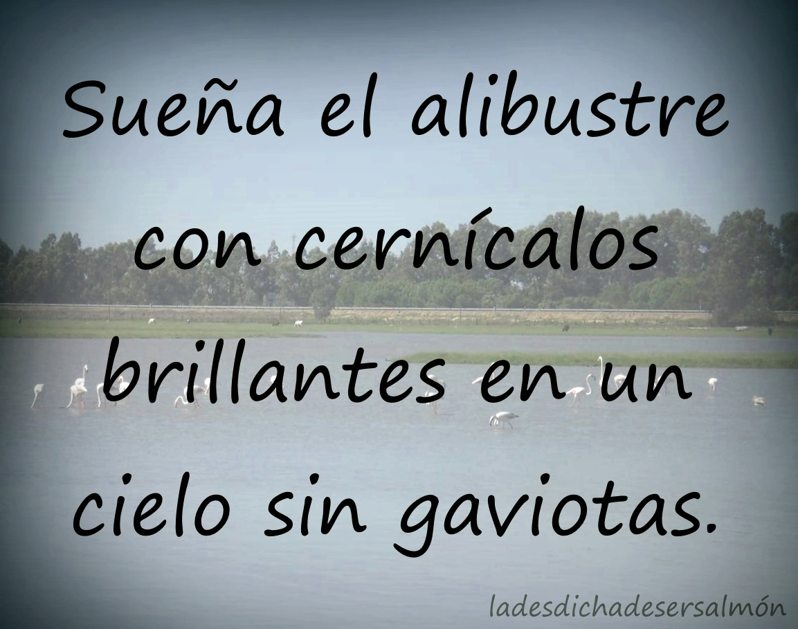 sueñosdealtosvuelos4 19022018